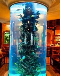 Цилиндрический оргстеклянный аквариум