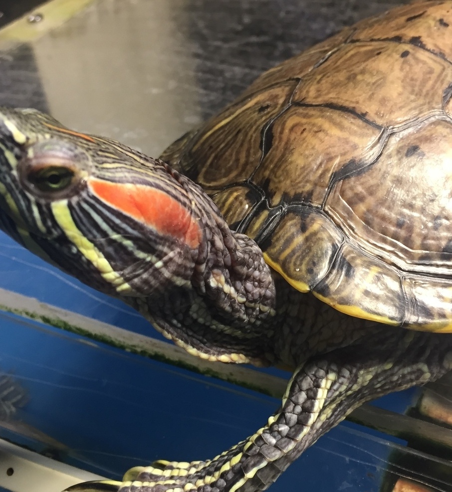 Террариум купить в Москве Террариум на заказ