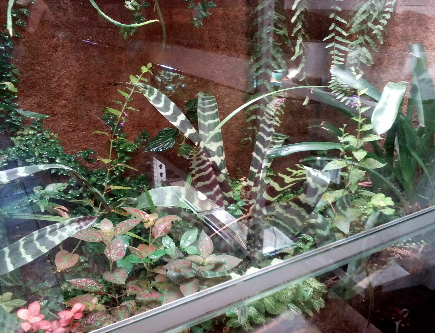 Террариум с живыми растениями