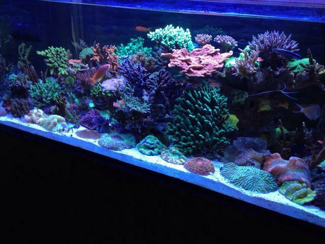 Морской аквариум&nbsp;