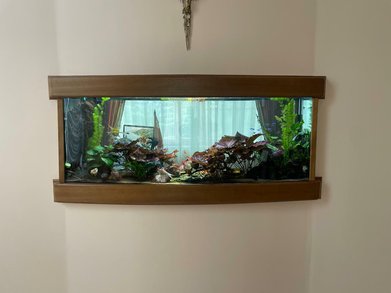 <span style="font-weight: bold;">Аквариум в стене</span> 